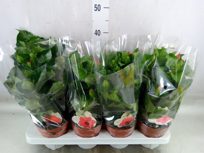 <h4>Hibiscus rosa-sin. 'Sunny'  ..mix</h4>