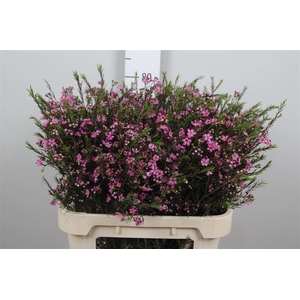 Chame Un Purple Prid