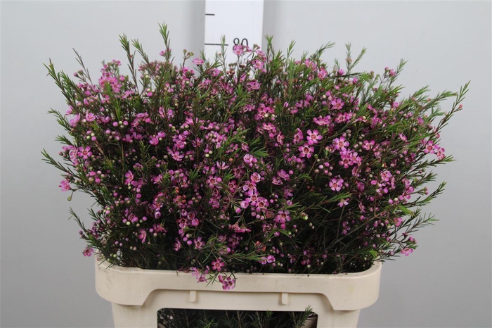 Chame Un Purple Prid