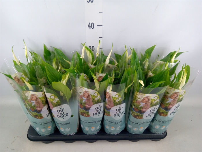 <h4>Spathiphyllum  'Chopin'</h4>