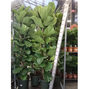 Ficus lyrata