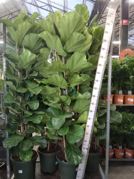 <h4>Ficus lyrata</h4>