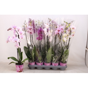 PHAL GEM