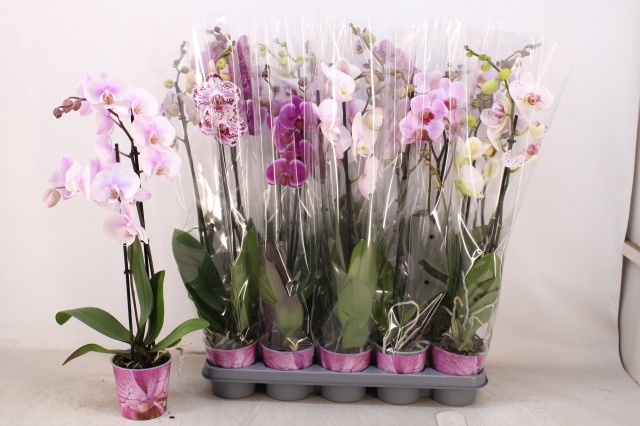 <h4>PHAL GEM</h4>