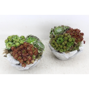 arr4 Semp JS - Vogelschaaltje 338/4