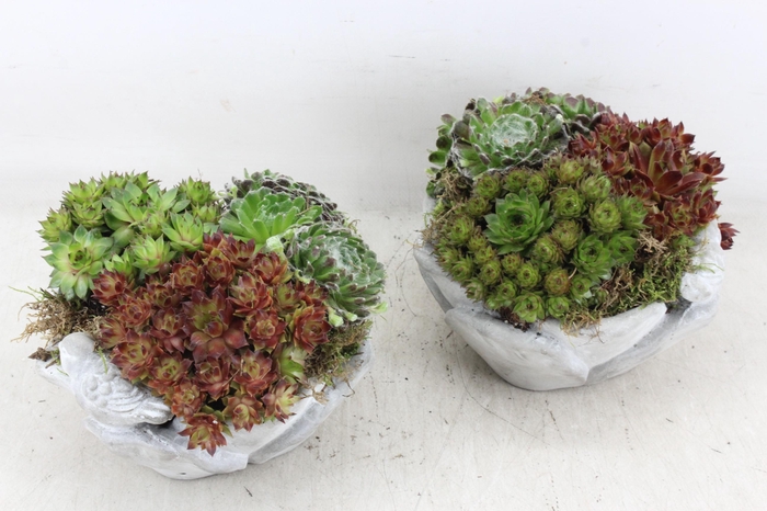 <h4>arr4 Semp JS - Vogelschaaltje 338/4</h4>