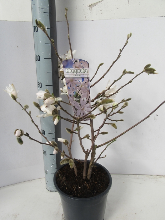 <h4>MAGN STELLATA OV</h4>