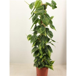 Philodendron Scandens Brasil Mosstok