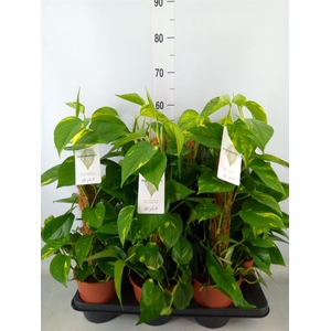 Epipremnum pinn.   ...moss stick