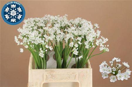 <h4>Allium Flocon</h4>