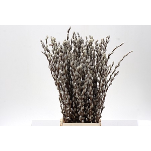 Salix Caprea Snow Flake Premium