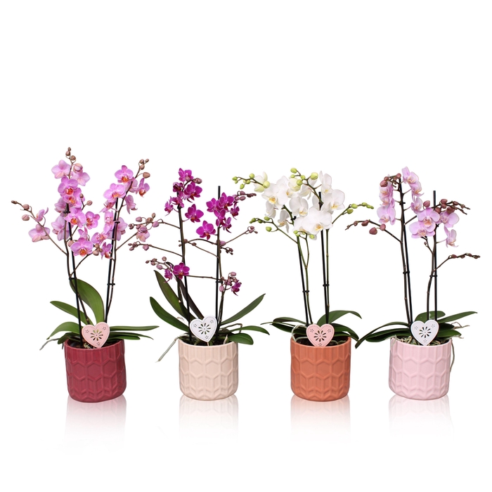 <h4>Phal. Multi 2-tak mix in keramiek BGC944 pot Hexagon + bijsteker</h4>