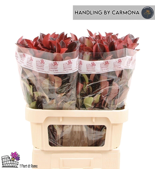 <h4>PHOT X F RED ROBIN</h4>