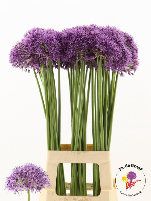 <h4>ALLIUM VIOLET BEAUTY</h4>