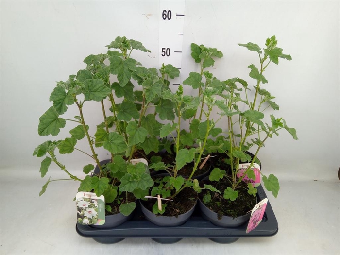 <h4>Lavatera   ...</h4>