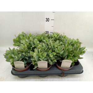 Crassula arborescens 'Curly'