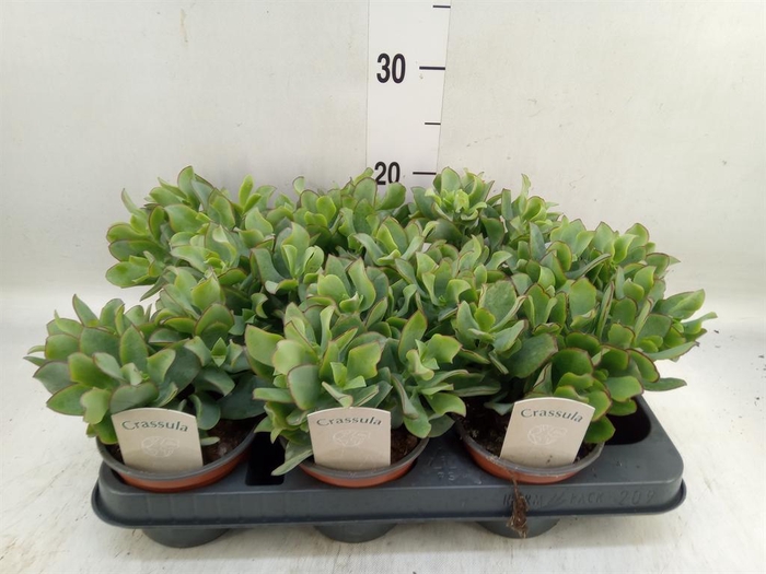 <h4>Crassula arborescens 'Curly'</h4>