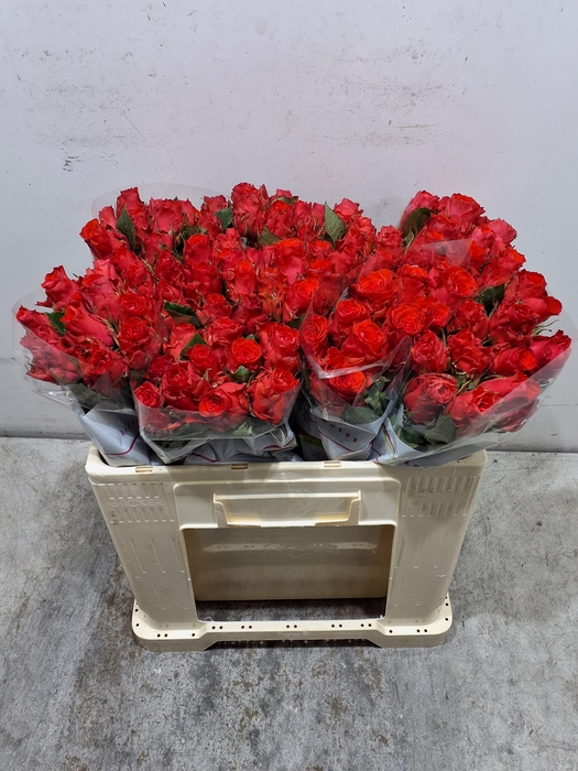 R Gr Bright Torch X10