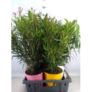 Nerium oleander   ...