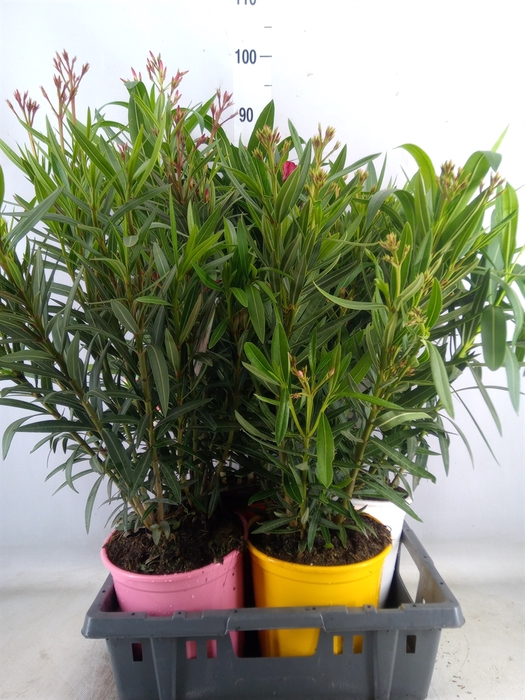 <h4>Nerium oleander   ...</h4>