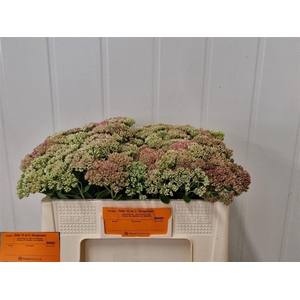 Sedum Spectabile