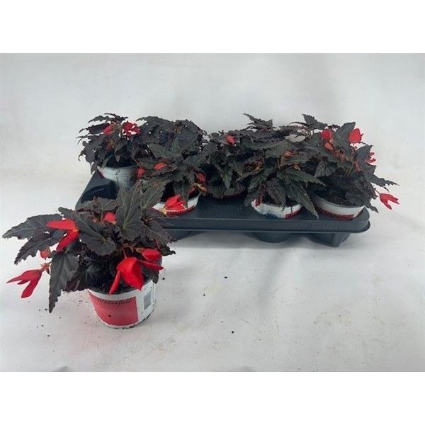 <h4>Begonia pendula Encanto Falls Red</h4>