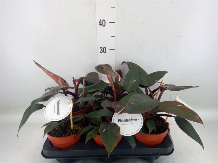 <h4>Philodendron   ...</h4>