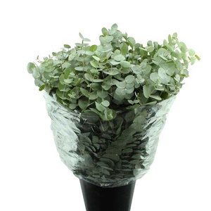 CINEREA LANG EXTRA