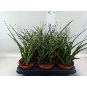 Sansevieria  'Fernwood'