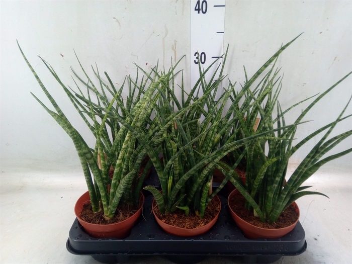 <h4>Sansevieria  'Fernwood'</h4>