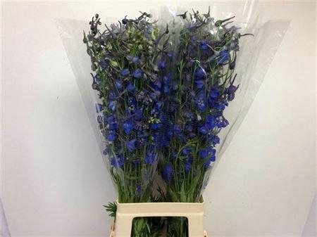 <h4>Delph En Donna</h4>