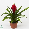 Guzmania Patricia Luxe Keramiek (Decorum)