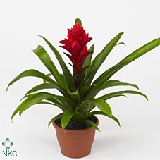 Guzmania Patricia (Decorum)