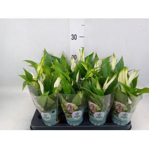 Spathiphyllum  'Pearl Cupido'