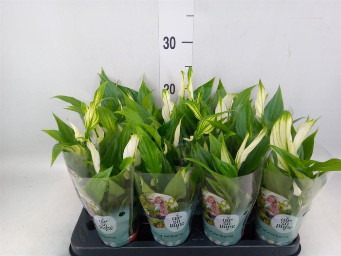 <h4>Spathiphyllum 'Pearl Cupido'</h4>