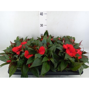 Impatiens NG 'Tamarinda Dark Red'