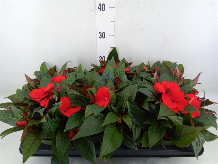 <h4>Impatiens NG 'Tamarinda Dark Red'</h4>