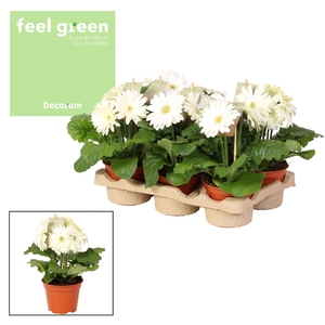 Gerbera wit 2+ bl. Feel green, nature Decorum