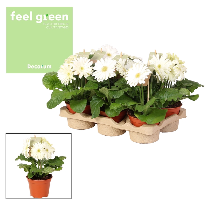 <h4>Gerbera wit 2+ bl. Feel green, nature Decorum</h4>