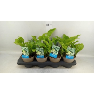 Hosta   ...