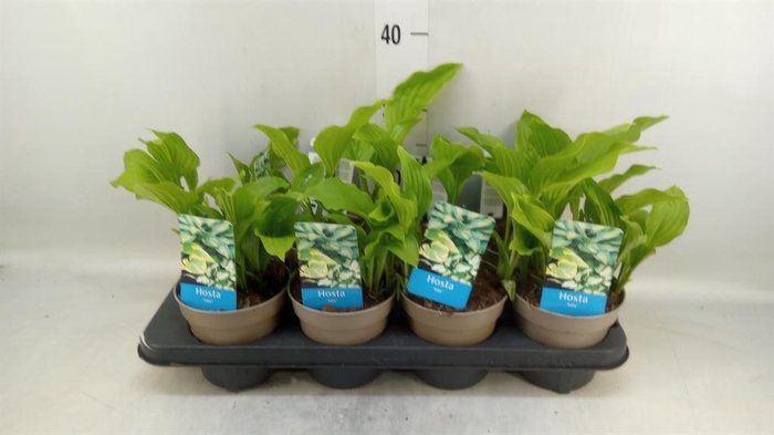 <h4>Hosta   ...</h4>