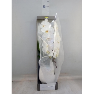 Phalaenopsis   ...white
