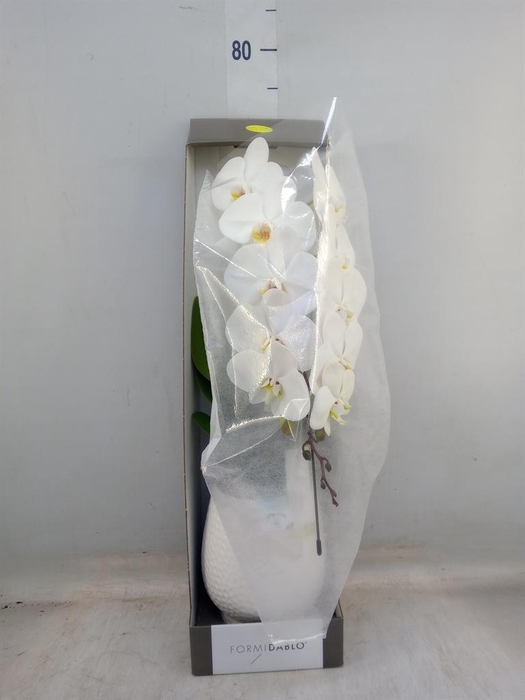 <h4>Phalaenopsis   ...white</h4>