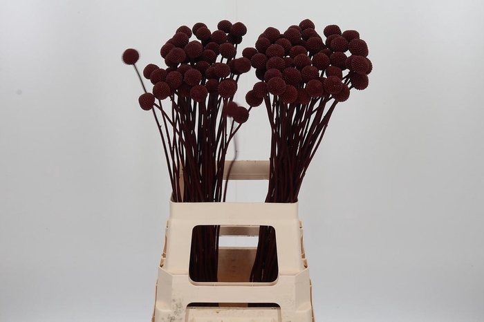 <h4>Craspedia Kl Bh Bordeaux Xl</h4>