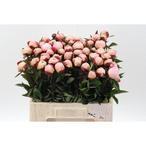 Paeo L Gardenia