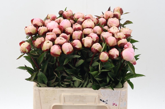 <h4>Paeo L Gardenia</h4>