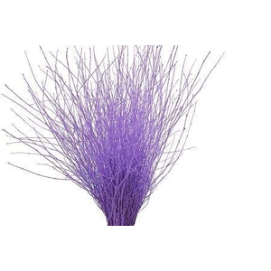BETULA BS KLB H%