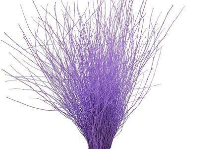 <h4>BETULA OV KLB H%</h4>