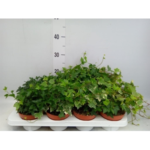 Hedera helix   ...mix 3