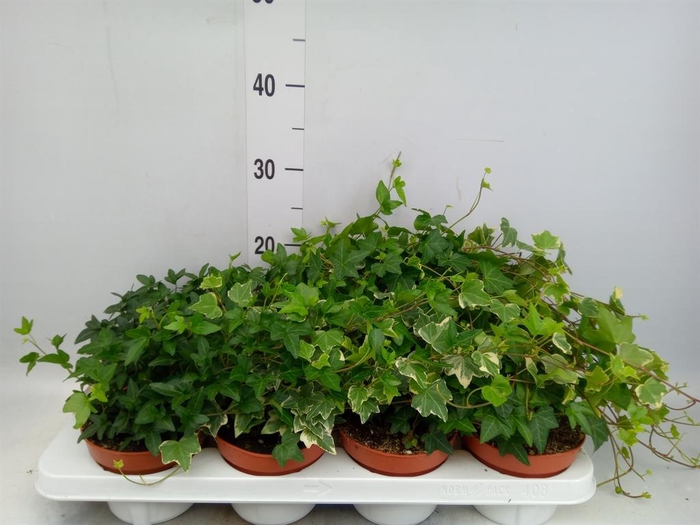<h4>Hedera helix   ...mix 3</h4>
